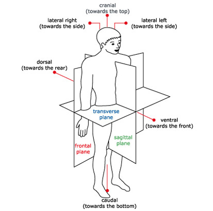 Operate Now: Scoliosis Surgery 